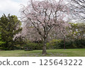 公園裡盛開的垂枝櫻花 125643222