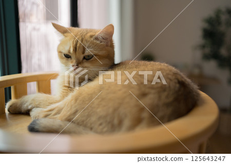pet care concept with british cat relax and sleep in living room pet care concept with british cat relax and sleep in living room 125643247