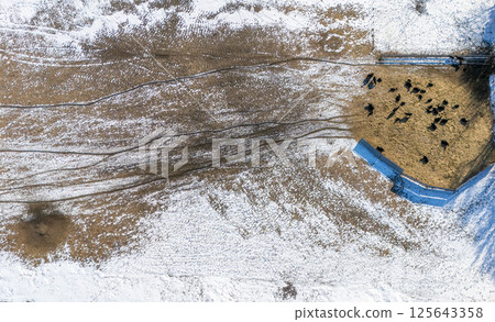 Overhead view of a cattle feedlot in the winter with snow on the ground. Overhead view of a cattle feedlot in the winter with snow on the ground. 125643358