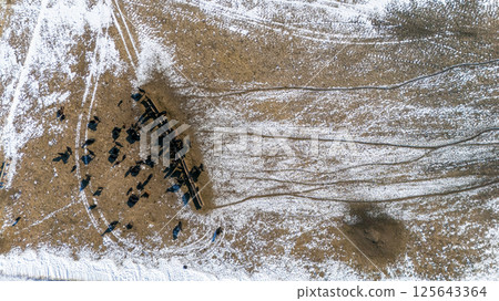 Overhead view of a cattle feedlot in the winter with snow on the ground. Overhead view of a cattle feedlot in the winter with snow on the ground. 125643364