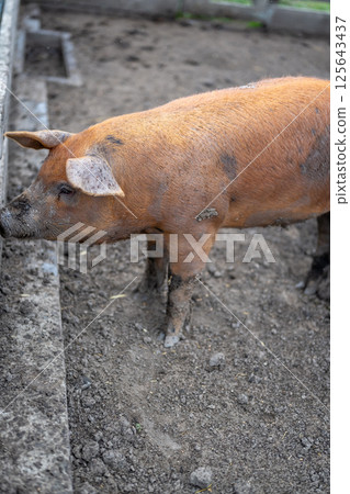Single dirty pig standing in a muddy pigsty pen 125643437