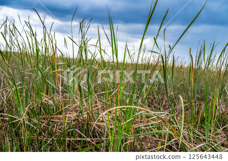Matted tangle of grass in the Florida Everglades with cloudy sky in the background.  125643448