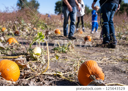 School Class field trip to a pumpkin patch in the fall School Class field trip to a pumpkin patch in the fall 125643529