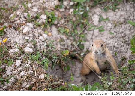 prairie dog peeking out of an underground hole to it's home 125643540