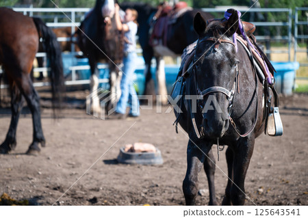 Selective focus on a horse looking into the camera in a penned area. Selective focus on a horse looking into the camera in a penned area. 125643541