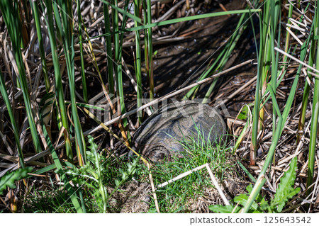 Selective focus on a large snapping turtle on the edge of a pond as it prepares to wander 125643542