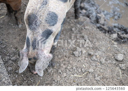 overhead view of a Head and snout of a adult pig sticking in a muddy pen 125643560