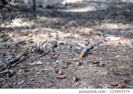 Built up pine needles, dead branches, and pinecones on the forest floor 125643575