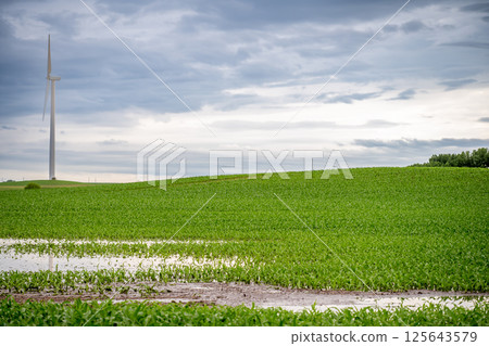 Distant Wet and muddy rows in a corn field after a rain downpour. Distant Wet and muddy rows in a corn field after a rain downpour. 125643579