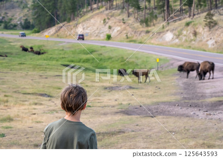 Child looking out over the bison buffalo herd at Custer State Park, South Dakota  125643593