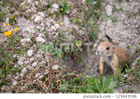 prairie dog peeking out of an underground hole to it's home 125643596