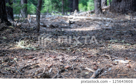 Built up pine needles, dead branches, and pinecones on the forest floor Built up pine needles, dead branches, and pinecones on the forest floor 125643608