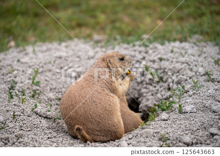 prairie dog peeking out of an underground hole to it's home 125643663