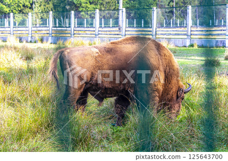 The european bison bisons buffalo buffalos wisent National Park Belarus. 125643700