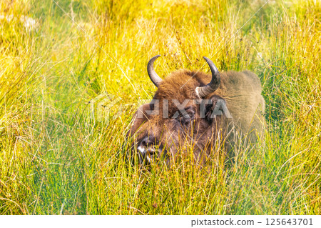 The european bison bisons buffalo buffalos wisent National Park Belarus. 125643701