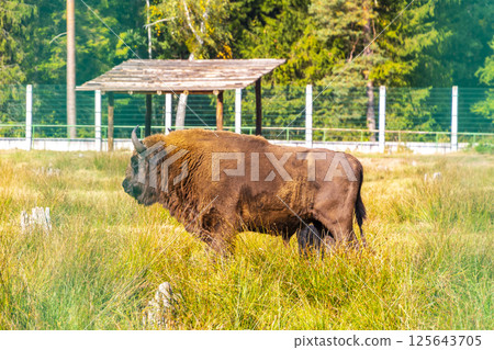 The european bison bisons buffalo buffalos wisent National Park Belarus. The european bison bisons buffalo buffalos wisent National Park Belarus. 125643705