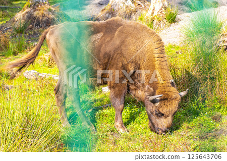The european bison bisons buffalo buffalos wisent National Park Belarus. The european bison bisons buffalo buffalos wisent National Park Belarus. 125643706