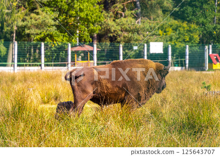 The european bison bisons buffalo buffalos wisent National Park Belarus. The european bison bisons buffalo buffalos wisent National Park Belarus. 125643707