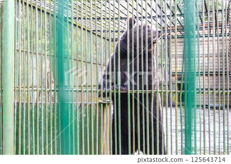 Big bear in a cage Bielaviezskaja Pusca National Park Belarus. 125643714
