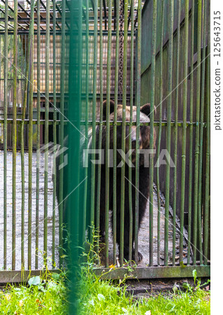 Big bear in a cage Bielaviezskaja Pusca National Park Belarus. Big bear in a cage Bielaviezskaja Pusca National Park Belarus. 125643715