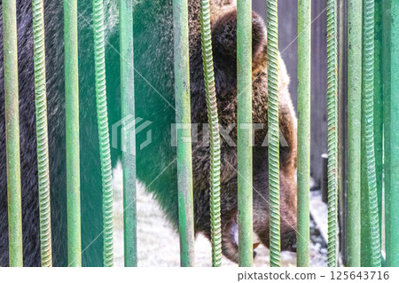 Big bear in a cage Bielaviezskaja Pusca National Park Belarus. Big bear in a cage Bielaviezskaja Pusca National Park Belarus. 125643716