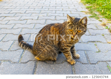 Beautiful cat with big golden yellow eyes in Brest Belarus. Beautiful cat with big golden yellow eyes in Brest Belarus. 125643744