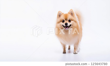 Cute pomeranian 125643780