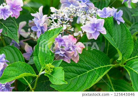 繡球花,繡球花 繡球花,繡球花 125643846