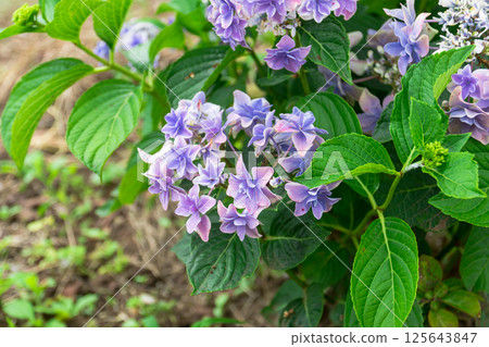 繡球花,繡球花 繡球花,繡球花 125643847