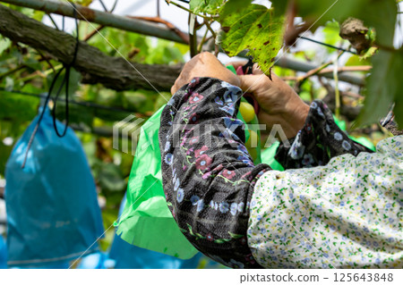Grape harvest scene Shine Muscat 125643848