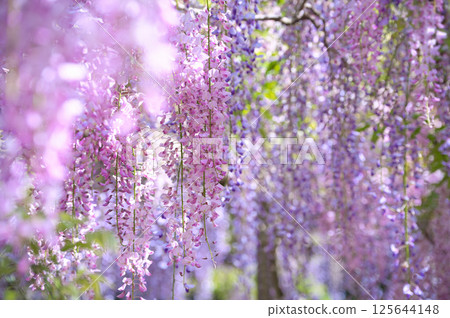 Beautiful wisteria flowers in full bloom Beautiful wisteria flowers in full bloom 125644148