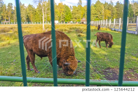 The european bison bisons buffalo buffalos wisent National Park Belarus. The european bison bisons buffalo buffalos wisent National Park Belarus. 125644212