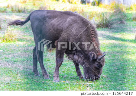 The european bison bisons buffalo buffalos wisent National Park Belarus. The european bison bisons buffalo buffalos wisent National Park Belarus. 125644217