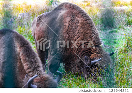 The european bison bisons buffalo buffalos wisent National Park Belarus. 125644221
