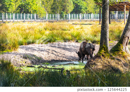 The european bison bisons buffalo buffalos wisent National Park Belarus. 125644225