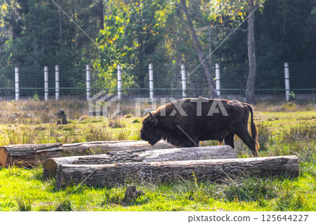 The european bison bisons buffalo buffalos wisent National Park Belarus. 125644227
