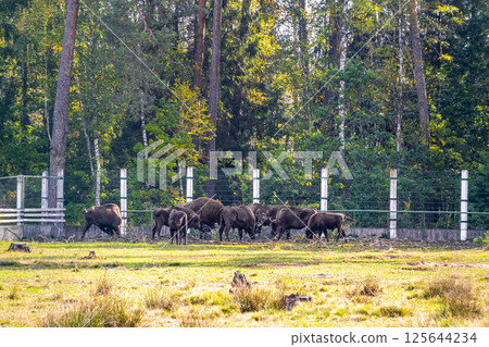 The european bison bisons buffalo buffalos herd National Park Belarus. 125644234