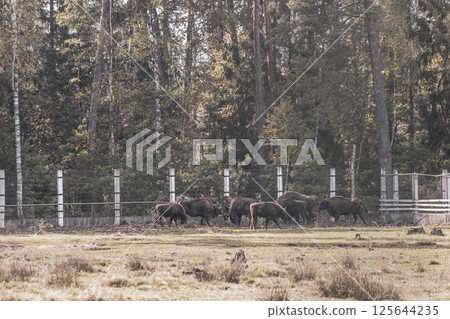 The european bison bisons buffalo buffalos herd National Park Belarus. 125644235