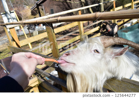[Takoyama Observatory Sorafune Pier, Kumamoto Prefecture] Feeding the goats 125644277