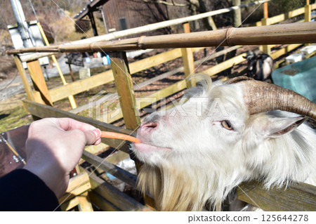 [Takoyama Observatory Sorafune Pier, Kumamoto Prefecture] Feeding the goats 125644278
