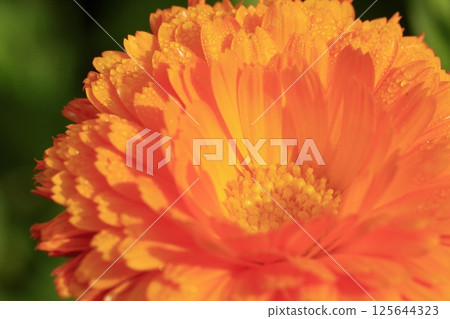 Calendula in full bloom in a flowerbed 125644323