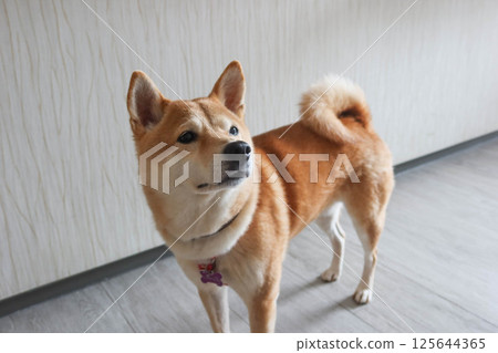 a Shiba Inu dog looking upwards with a curious expression. The dog's orange and white fur is well-defined, and its tail is curled over its back indoor in a room 125644365