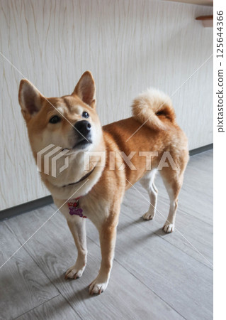 a Shiba Inu dog looking upwards with a curious expression. The dog's orange and white fur is well-defined, and its tail is curled over its back indoor in a room 125644366