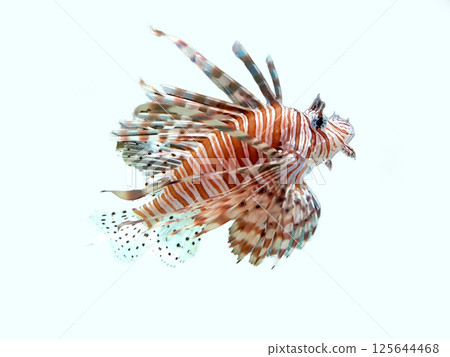 Hanturkey魚 125644468
