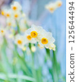 Narcissus 125644494