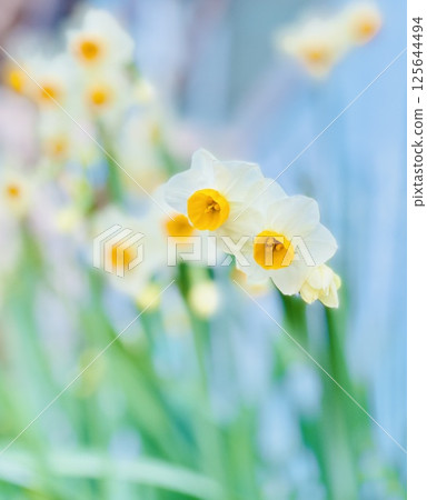 Narcissus Narcissus 125644494