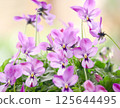 Viola bathed in gentle sunlight 125644495