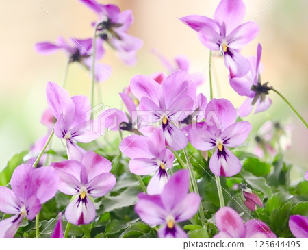 Viola bathed in gentle sunlight Viola bathed in gentle sunlight 125644495