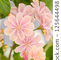 bloom, blossom, blossoms 125644498