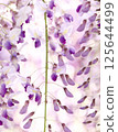  Wisteria flowers 125644499